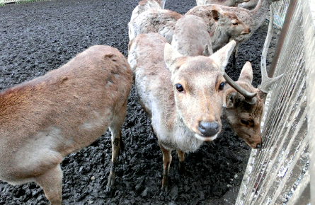 敷地内、相州春日神社の鹿はおじぎをする