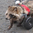 保護タヌキのハマー君、野毛山動物園で保護活動のお手伝い！