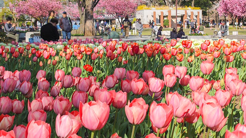 桜の後にも花は咲く！　市内全域で「ガーデンネックレス横浜2018」が開催中