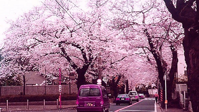 横浜の「桜」がついている地名の場所に桜が咲いていない訳