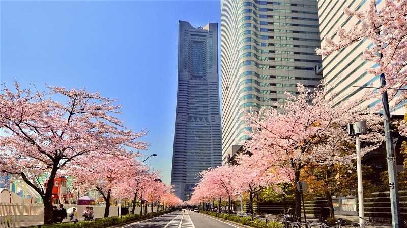 横浜・花見シーズン直前！桜まつり最新情報！