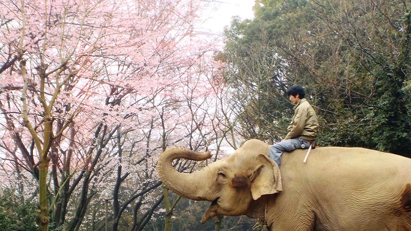 横浜でゾウと一緒に花見！動物と桜をファミリーで楽しめるスポット最新情報