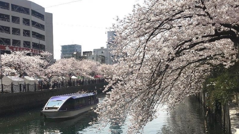 いよいよ桜の季節！　大岡川で船からお花見はいかが？