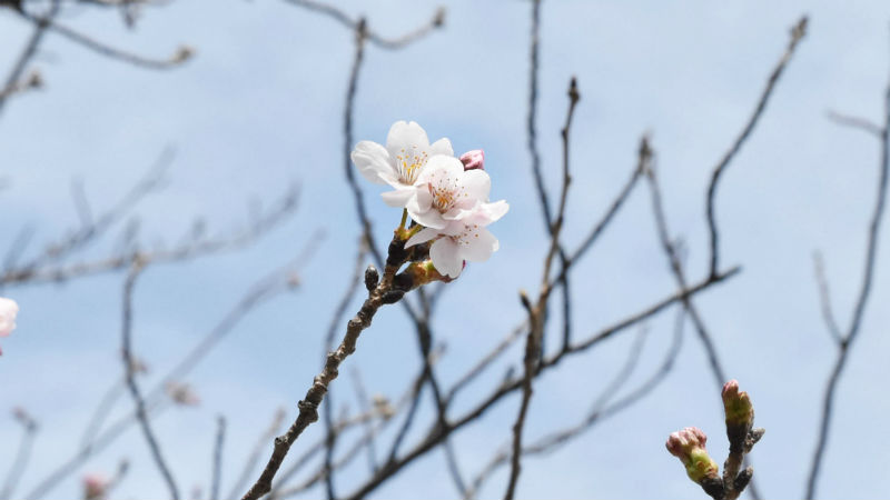 2019年桜前線が横浜に到着！　満開の予想は3月29日、みなとみらい周辺の桜の様子は？