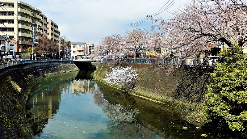 横浜・大岡川の「ど根性桜」の運命は？