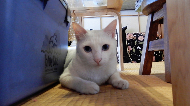 葉山・鎌倉・江の島にいる、湘南の多彩な看板猫たちに密着取材！