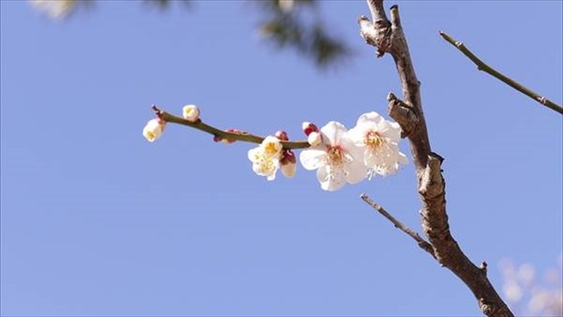 梅が綺麗に開花してきたところで、神奈川の「梅」がつく記事をまとめました！【編集部厳選】