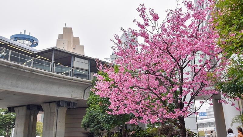 そろそろ桜が見頃！　横浜の桜にまつわる記事をまとめました！【編集部厳選】