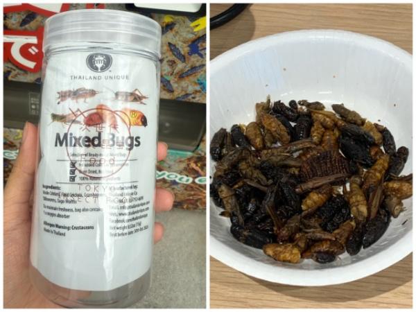 なぜココに？関内セルテの昆虫自販機を調査【後編】