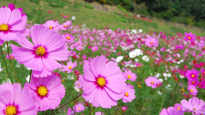 「くりはま花の国」で100万本のコスモスが咲き乱れる「コスモスまつり」開催！