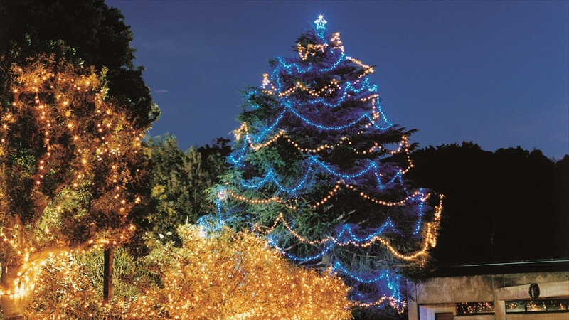 明治学院大学 横浜キャンパスでクリスマスツリー点灯式開催！