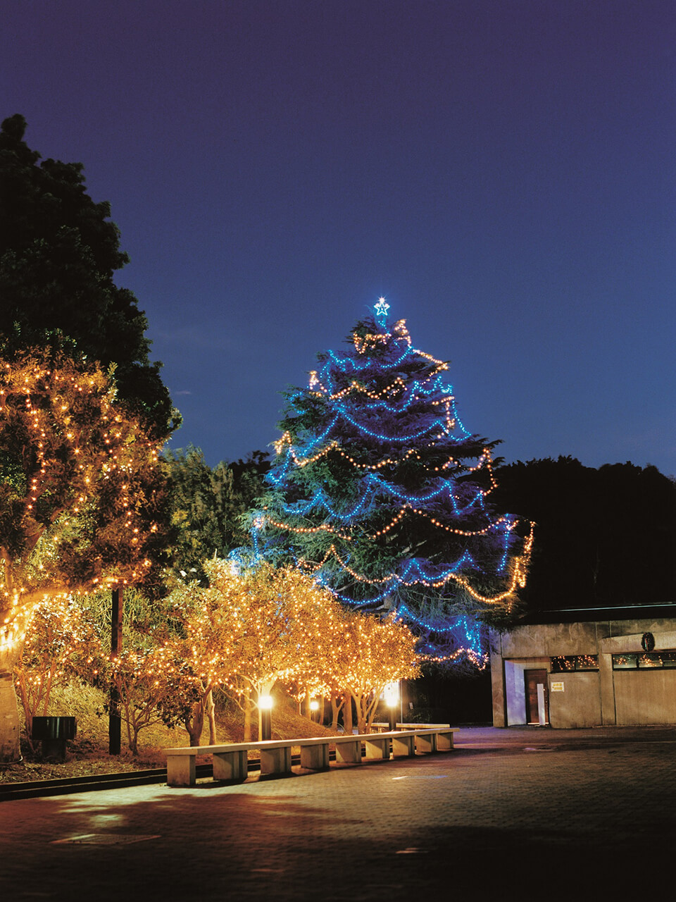 明治学院大学 横浜キャンパス「クリスマスツリー」