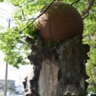 磯子区の八幡橋八幡神社にある球体の正体とは？