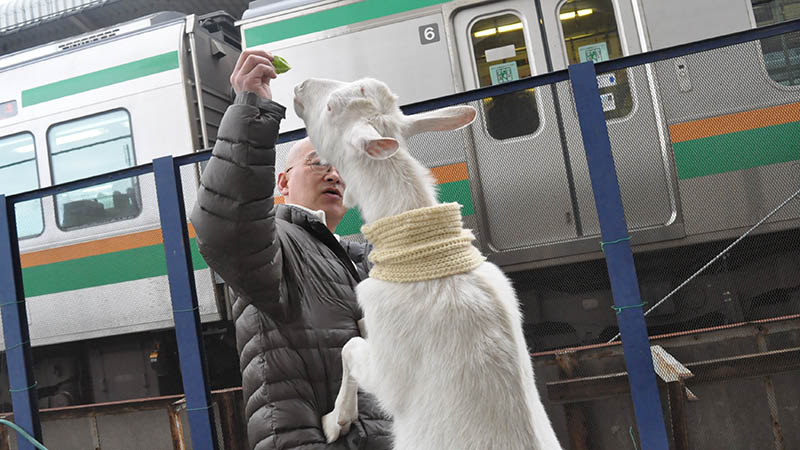 Jr戸塚駅の線路沿いにヤギが出現 会いに行けるアイドル メイ ちゃん はまれぽ Com 横浜 川崎 湘南 神奈川県の地域情報サイト