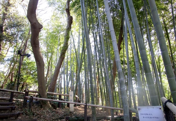 鶴見区の住宅街の一角にある四季折々の植物が完璧に手入れされている「馬場花木園」とは？