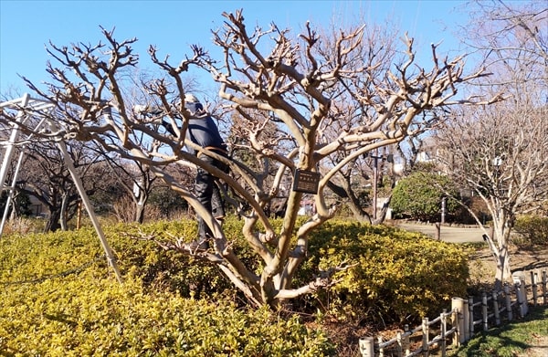 鶴見区の住宅街の一角にある四季折々の植物が完璧に手入れされている「馬場花木園」とは？
