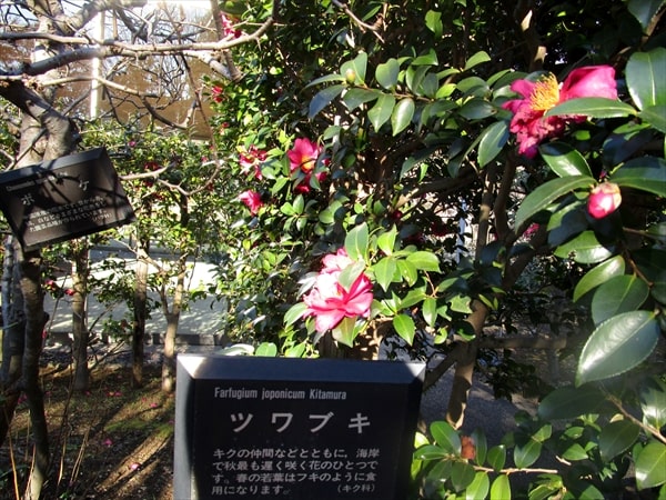 鶴見区の住宅街の一角にある四季折々の植物が完璧に手入れされている「馬場花木園」とは？