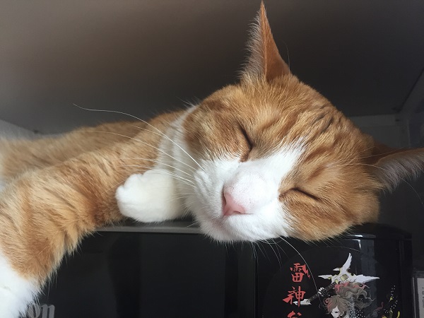 001_shinyoko_article