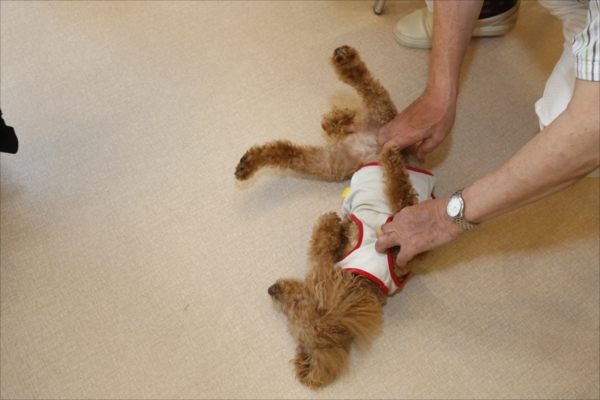 020_shinyoko_article