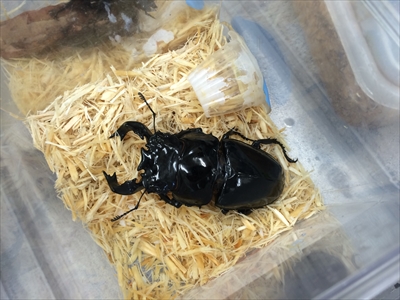 神奈川でカブトとクワガタ購入なら ヘラクレスの里 かねだいへ 場所も紹介 クロアチアワインソムリエ海事代理士の令和見聞録