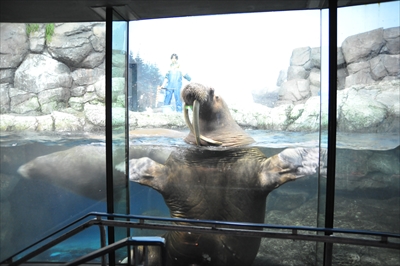 八景島シーパラダイスの 普段は聞けない水族館ウラ話 を一挙公開 はまれぽ Com 横浜 川崎 湘南 神奈川県の地域情報サイト