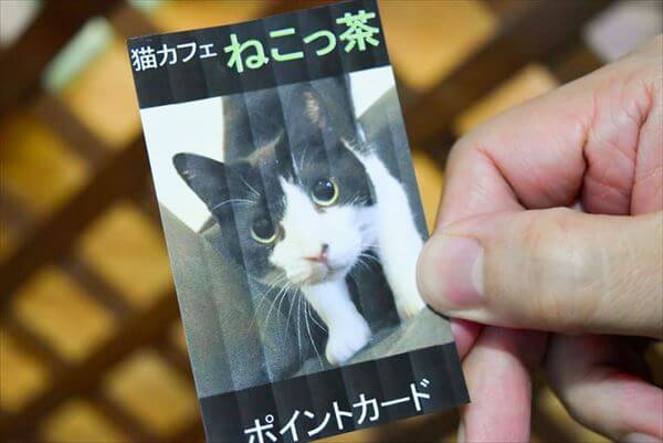 ネットの口コミがエラいことに 猫カフェ ねこっ茶 の実態は はまれぽ Com 横浜 川崎 湘南 神奈川県の地域情報サイト