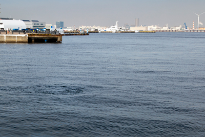 横浜港で飛び跳ねる魚の正体は はまれぽ Com 横浜 川崎 湘南 神奈川県の地域情報サイト